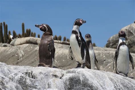 Private Cruise Shore Excursion From Valparaiso Penguin Island