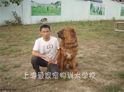 上海训犬基地 上海狗学校 上海训狗 上海宠物训练 上海宠物培训 上海爱家宠物训犬学校