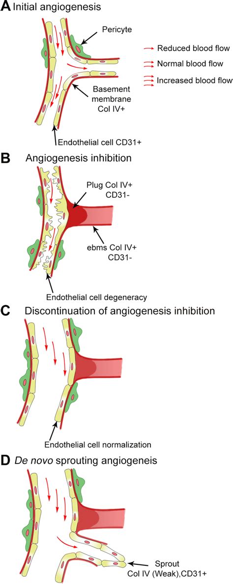 Schematic Of The Sequence Of Events Characterizing Revascularization