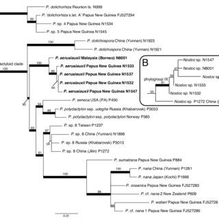 A Phylogenetic Relationships Ml Within The Polydactyloid Clade Of