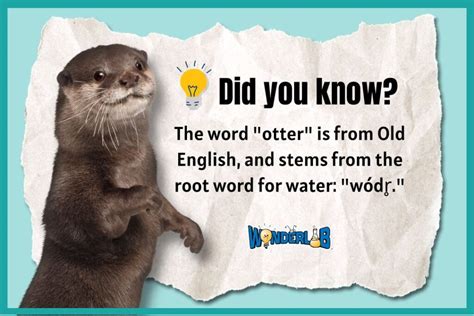 Otter Fun Facts WonderLab