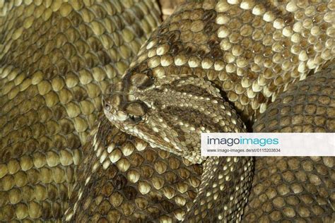 Neotropical Rattlesnake Crotalus Durissus Captive Native To Central