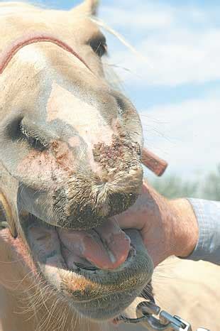 Vesicular stomatitis outbreak halts horse trade in the area