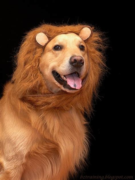 Golden Lion Golden Retriever Mom Golden Retriever Lion Cute Animals