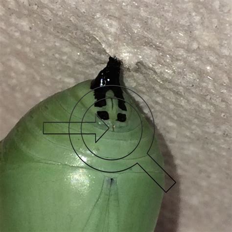 This Monarch Butterfly Chrysalis Has A Vertical Line Under The