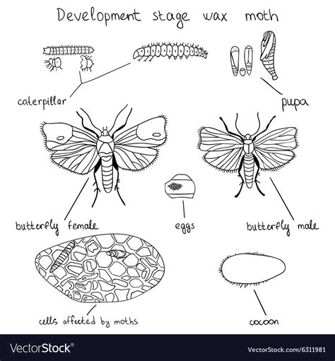 Cocoon With Developing Moth