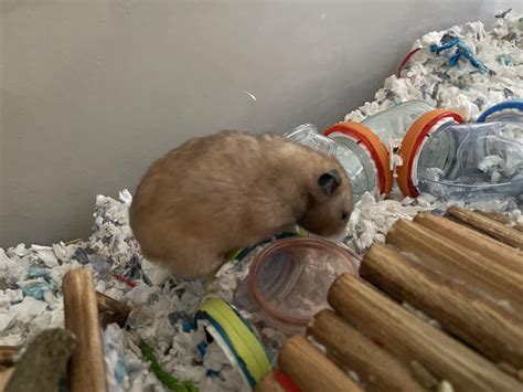 can hamster overweight naturally 3