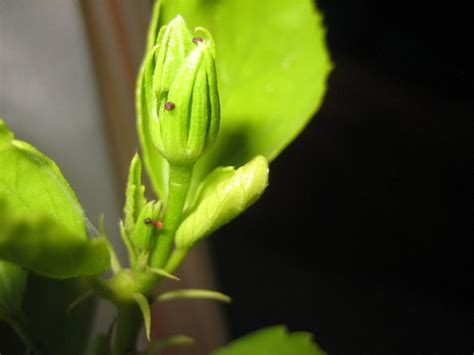 Pests On My Plants Daves Garden