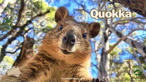 Quokka Facts, Habitat, Diet, and Why They’re Known as the Happiest Animal