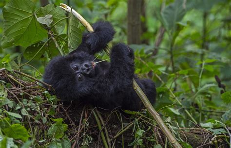 Shy and Mighty: Gorillas of the Congo | RoundGlass | Sustain