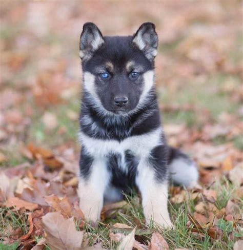 The Best German Shepherd Husky Mix Puppy Black Encraft