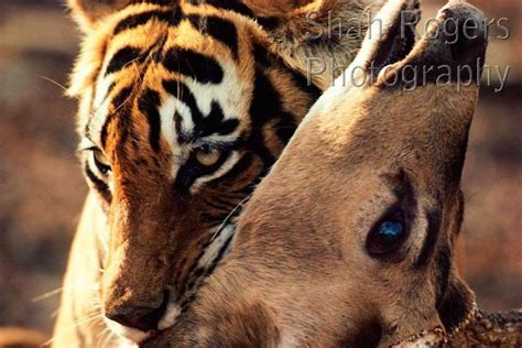 Bengal Tiger Killing Chital By Biting Neck To Suffocate Panthera