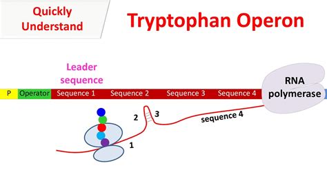 Tryptophan operon - YouTube