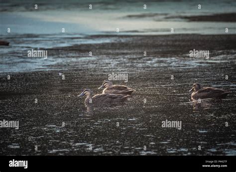 Pacific Black Duck Stock Photo - Alamy