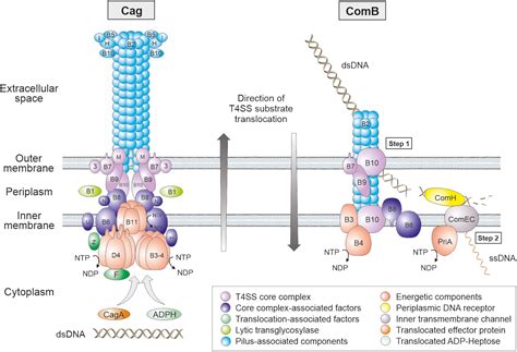 frontiers  chromosomal type iv secretion systems  helicobacter