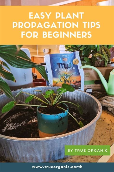 Easy Plant Propagation Tips for Beginners - True Organic