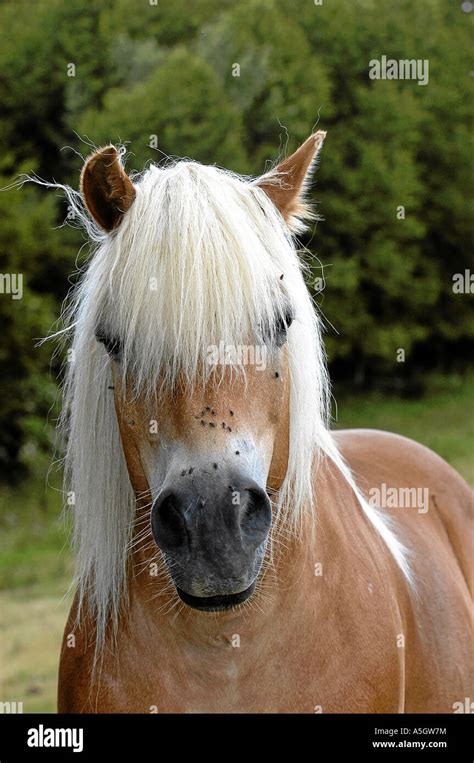 Haflinger Horse Tirol Austria Stock Photo Alamy