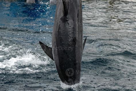 common dolphin jumping outside the ocean in the blue 17237221 Stock ...