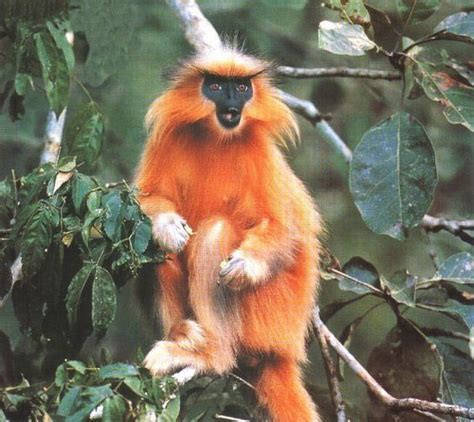 Gee's golden langur - Alchetron, The Free Social Encyclopedia