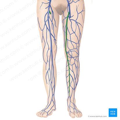 Great saphenous vein: Anatomy and clinical conditions | Kenhub