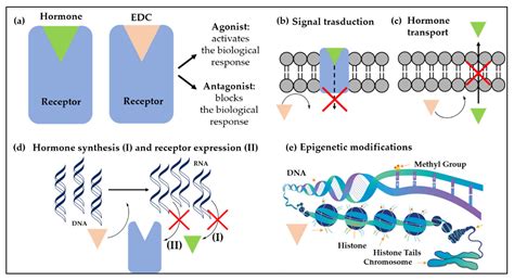 Water Free Full Text Endocrine Disrupting Compounds An Overview On