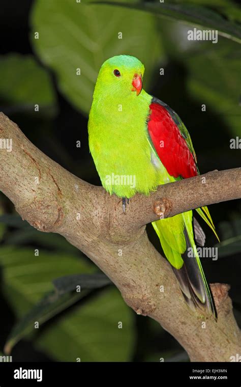 Red Winged Parrot Aprosmictus Erythropterus These Birds Are Native To