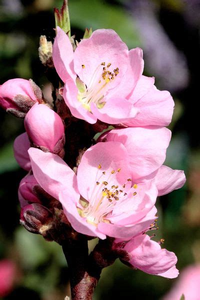 Growing Nectar Babe Nectarines Learn About Nectar Babe Nectarine Trees