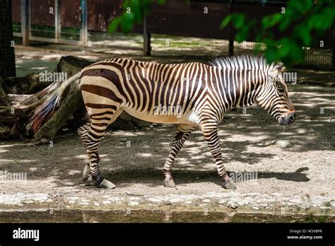 Hartmanns Mountain Zebra Equus Zebra Hartmannae An Endangered Zebra