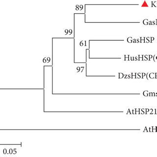 Sequence, conserved domain, multiple sequence alignment, and ... 