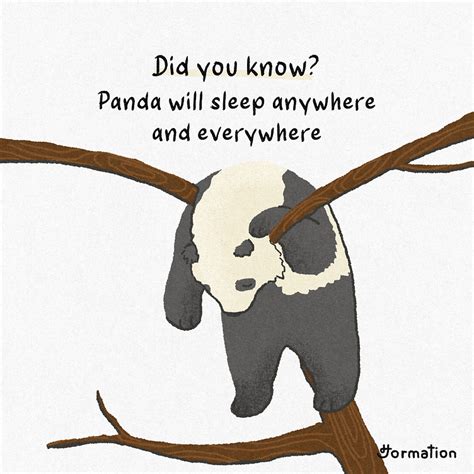 Panda will sleep anywhere and everywhere by Jormation on Dribbble