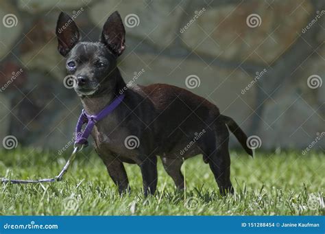 Cute Black Chihuahua Puppy Dog on Leash Trains on the Grass Stock Photo ...