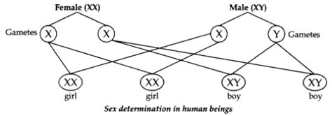 Heredity And Evolution Class 10 Important Questions With Answers