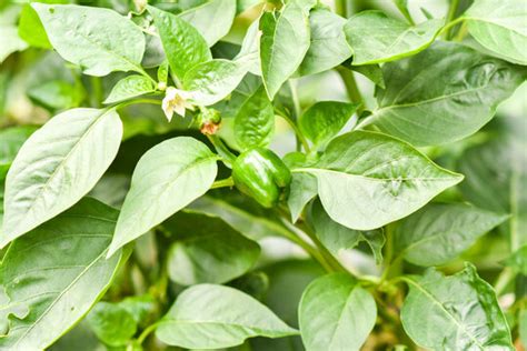 "Paprika Plant" Images – Browse 131 Stock Photos, Vectors, and Video | Adobe Stock