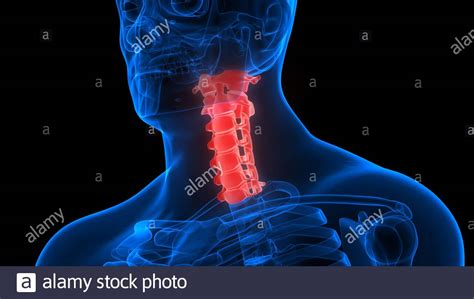 Lumbar Vertebrae Hi Res Stock Photography And Images Alamy