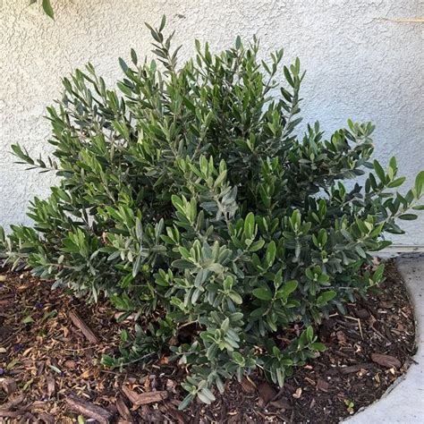 How To Grow And Care For Olive Trees Garden Design