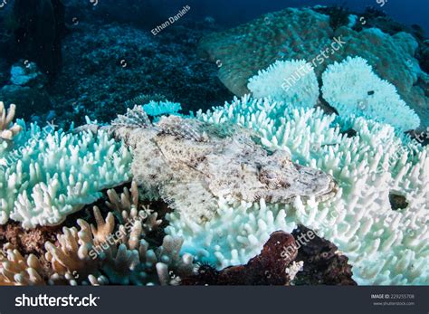 Crocodilefish Cymbacephalus Beauforti Blends Into Bleached Stock Photo