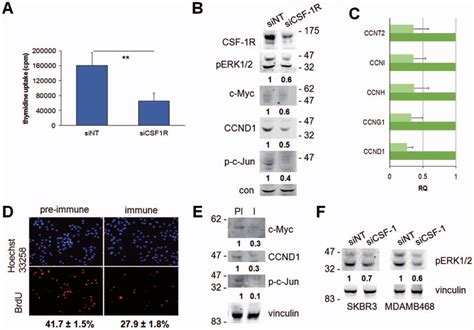 Effects Of Csf 1 Csf 1r Inhibition On The Proliferation And Erk1 2 Download Scientific Diagram