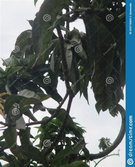 A Huge Tree that is Hundreds of Years Old Stock Image - Image of