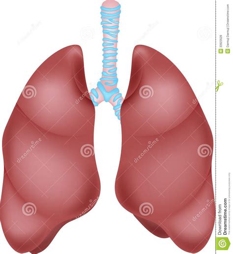 Anatomie Humaine De Poumon Illustration De Vecteur Illustration Du