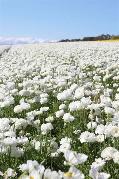 Instagram Guide To The Carlsbad Flower Fields Carlsbad Flower Fields