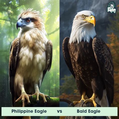 Bald Eagle vs Steller's Sea Eagle: See Who Wins | Animal Matchup