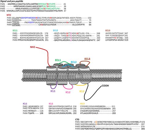 Frontiers Protease Activated Receptors In The Intestine Focus On