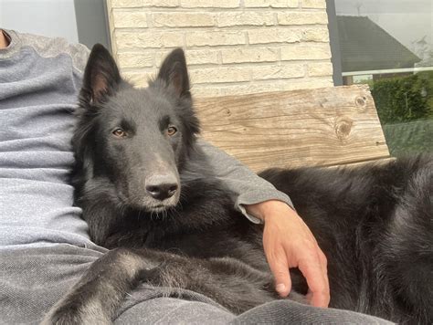 Belgian Shepherd Dogs
