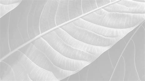 Closeup Shot Of Plant Leaves Revealing Beautiful Abstract Natural Texture Overlay Leaf Texture