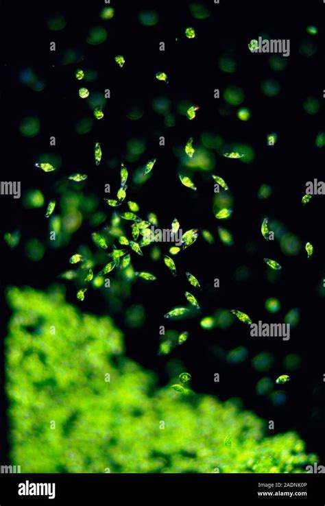 Euglena Gracilis Light Micrograph Of A Group Of The Single Celled