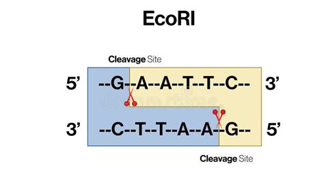 Ecor1 Restriction Enzyme Cleaving Dna At Recognition Site With Sequence On White Background