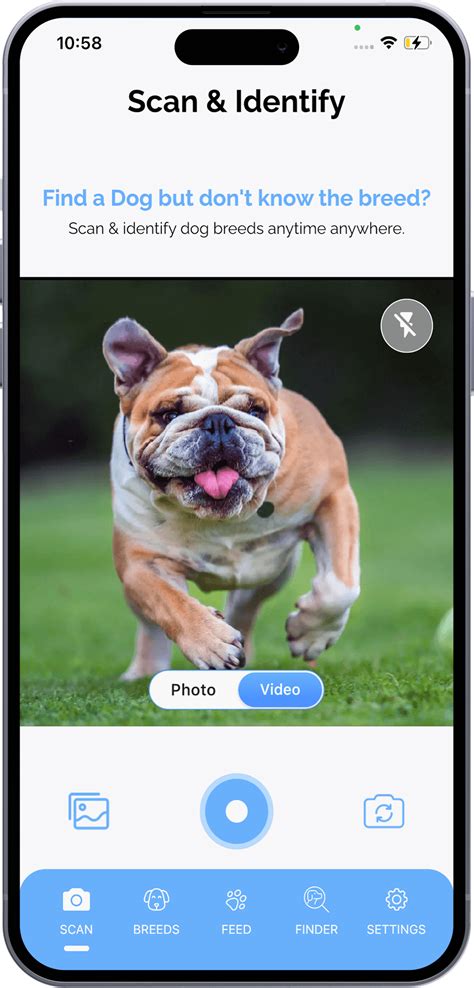 Mixed Dog Breed Identifier at David Trumper blog