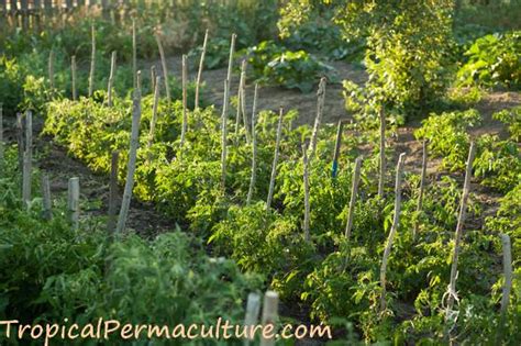 Growing Permaculture Plants