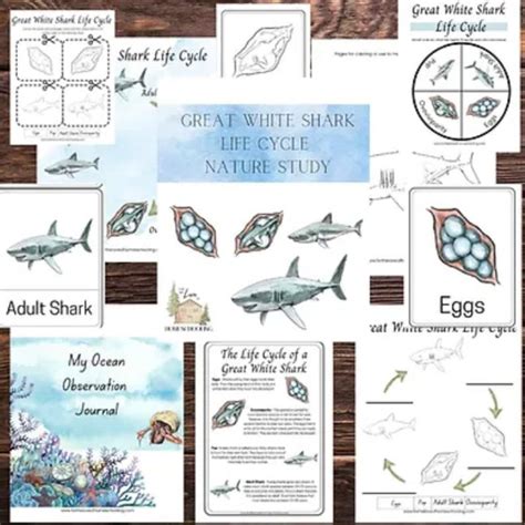 Shark Life Cycle Nature Study - Etsy