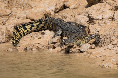 The Difference Between an Alligator and a Crocodile - American Oceans